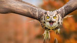 When Owls Attack